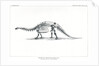 ‘Brontosaurus excelsius’ by Unknown